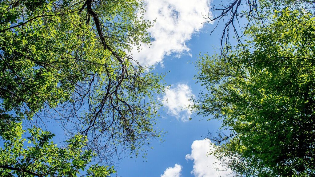 View through trees to the sky